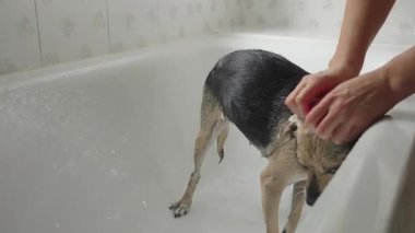 Genç bir kadın küvette küçük itaatkar bir köpeği yıkıyor.