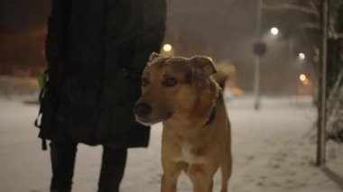 Geceleri banliyödeki karlı bir sokakta çoban köpeğini gezdiren bir kadın.
