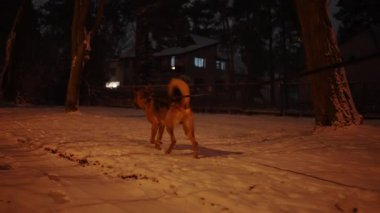 Geceleri banliyödeki karlı bir sokakta çoban köpeğini gezdiren bir kadın.