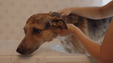 Genç kadın büyük itaatkar köpeği küvette yıkıyor.