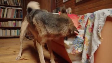 Islak köpek, duş aldıktan sonra suyu sallar ve bir kanepede kurulanır.