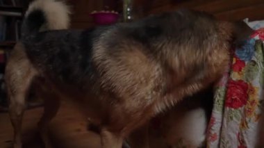 Islak köpek, duş aldıktan sonra suyu sallar ve bir kanepede kurulanır.