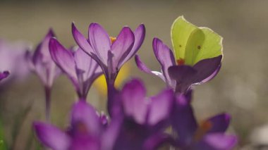 Sarı kelebek, güneşli baharda çayırdaki mor kır çiçeklerini teftiş eder.