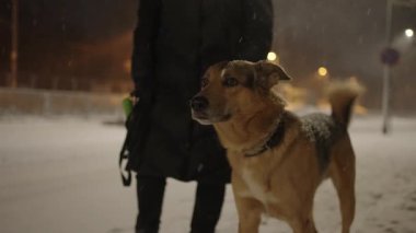 Geceleri banliyödeki karlı bir sokakta çoban köpeğini gezdiren bir kadın.