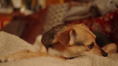 Küçük utangaç köpek kanepede yatıyor.