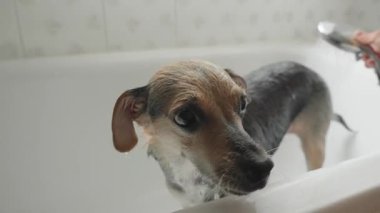 Genç bir kadın küvette küçük itaatkar bir köpeği yıkıyor.