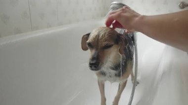 Genç bir kadın küvette küçük itaatkar bir köpeği yıkıyor.