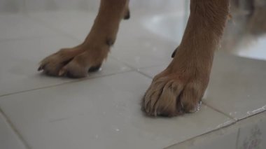 Genç kadın büyük itaatkar köpeği küvette yıkıyor.