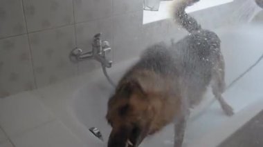 Büyük itaatkar köpek yıkandıktan sonra küvetteki suyu sallar.