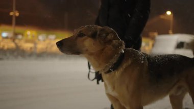 Geceleri banliyödeki karlı bir sokakta çoban köpeğini gezdiren bir kadın.