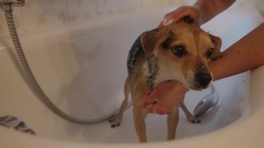 Genç bir kadın küvette küçük itaatkar bir köpeği yıkıyor.