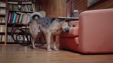 Islak köpek, duş aldıktan sonra suyu sallar ve bir kanepede kurulanır.