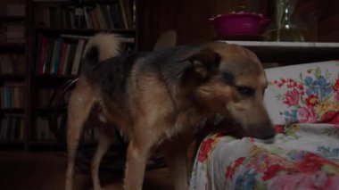 Islak köpek, duş aldıktan sonra suyu sallar ve bir kanepede kurulanır.