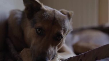 Genç ve sıkılmış köpek evde yerde dinleniyor.