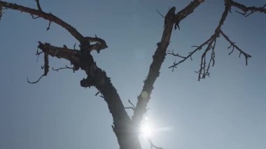 Dried twig and branches of Tree with flare sun light among blue sky on a winter day