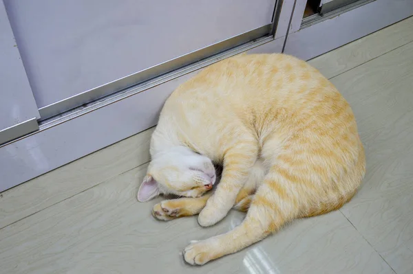 Cat sleeping in curled position