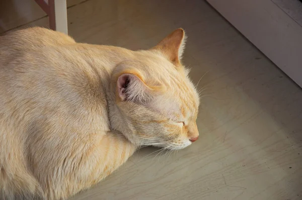 Top View While Sleeping White Yellow Cat — Stock Photo, Image