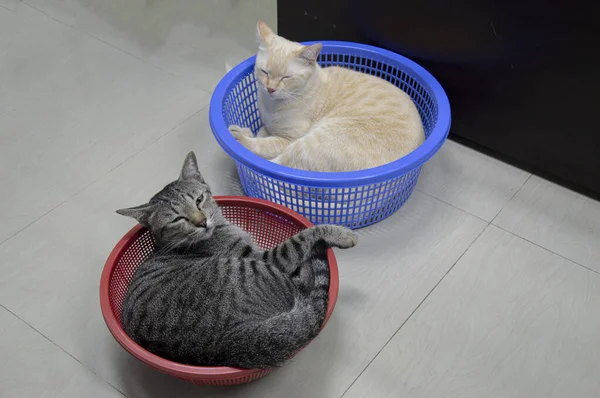 Stock image Top view, two cats sleeping on their backs in a basket, thai cat