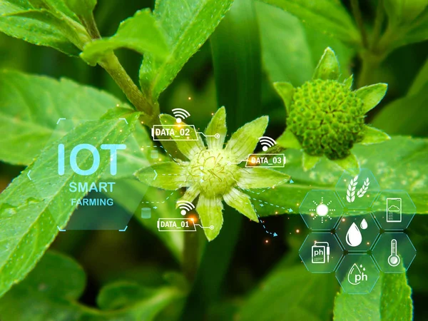 Concept Applying Technology Artificial Intelligence Iot Use Agriculture Analyze Increase — Stock Photo, Image