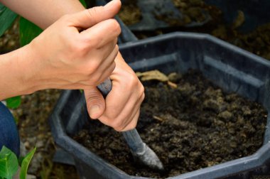 Çiftçiler toprağı temizler ve ekin için toprağı hazırlarlar..