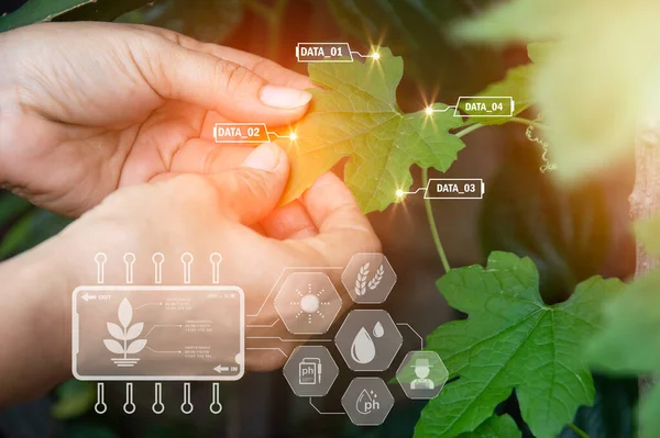 Concept Using Smart Farming — Stock Photo, Image