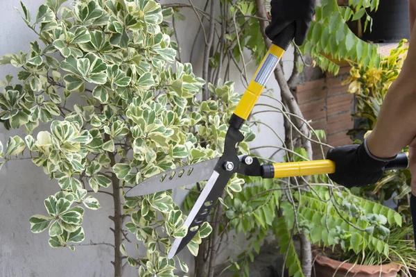 Farmer uses pruning shears yellow pruning scissors