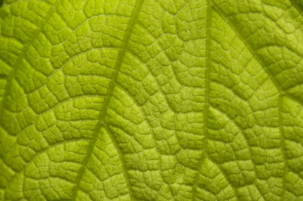 Modello Foglie Pianta Verde Chiaro Sfondo Verde — Foto Stock