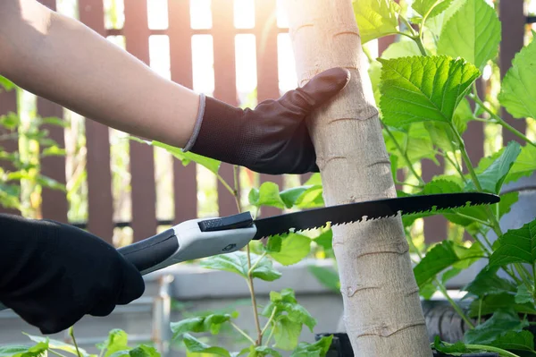Use the saw for cutting trees, gardening, and pruning.