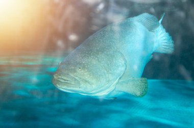 Deniz cichlid balığı veya ejderha grubunun bilimsel bir adı vardır: Epinephelus lanceolatus..