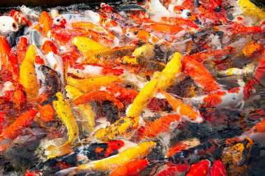 Gölde ağaç gölgelerinin yansımaları olan renkli koi balığı. Renkli büyük koi sazan, kohaku ya da Japon Koi Kohaku Balığı 'ndan oluşan bir grup. Balık havuzunda yüzmek