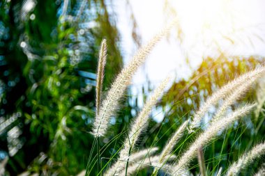 Rüzgarda sallanan çim çiçekleri, doğanın tazeliği