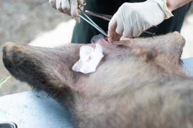 Bir veteriner erkek bir köpeğe ameliyat yapıyor..