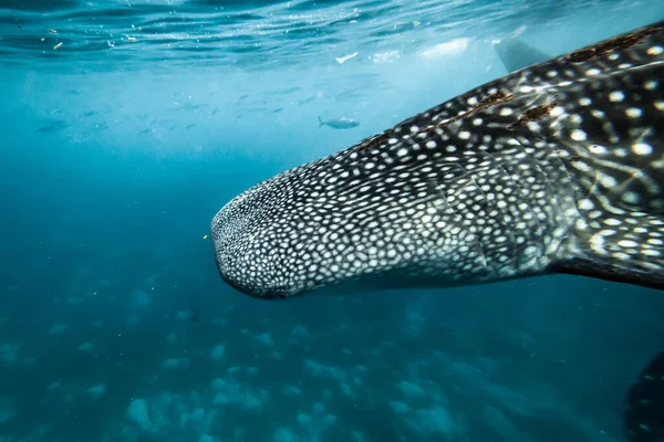 Whale shark on the background of ocean life