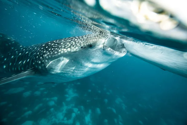 Whale Shark Eats Plankton Oslob Philippines Стоковое Изображение