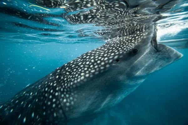 Whale Shark Floats Surface Water Stock Obrázky