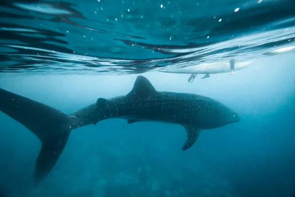 Whale Shark Diver Swim Together Ocean Лицензионные Стоковые Изображения