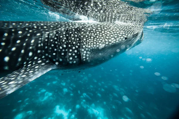Whale Shark Swims Search Food Stock Fotó