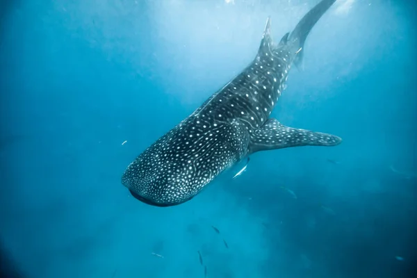 Whale Shark Dives Deep Ocean Jogdíjmentes Stock Fotók