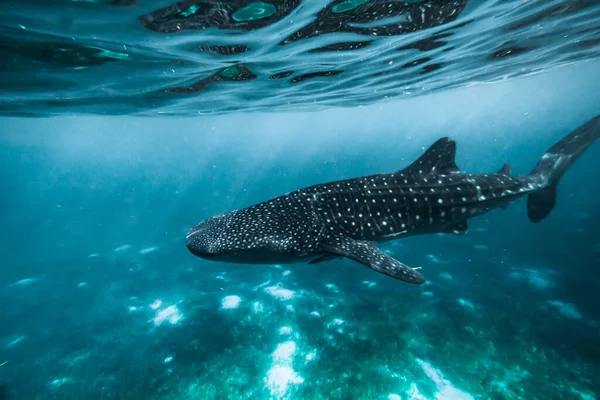 Whale Shark Ocean Oslob Phillippines Jogdíjmentes Stock Képek