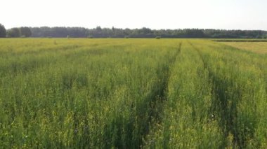 beautiful green rape field. summer landscape.