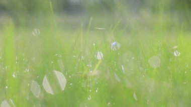 green grass in the morning, close up, lens flare