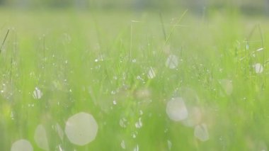 green grass in the morning, close up, lens flare