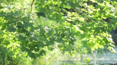 Green maple leaves on tree over river in park 