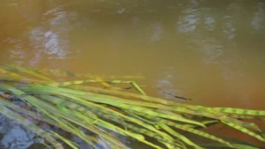 close up view of the river with vegetation and green plants