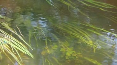 close up view of the river with vegetation and green plants