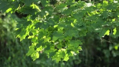 Green maple leaves on tree over river in park 