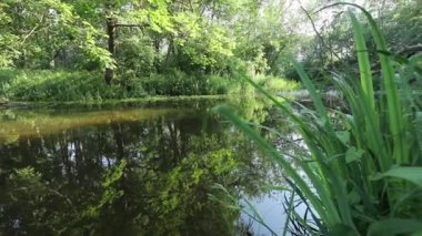 beautiful river in summer forest. Nature
