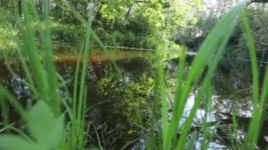 beautiful river in summer forest. Nature