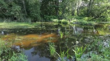 beautiful river in summer forest. Nature