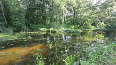 beautiful river in summer forest. Nature